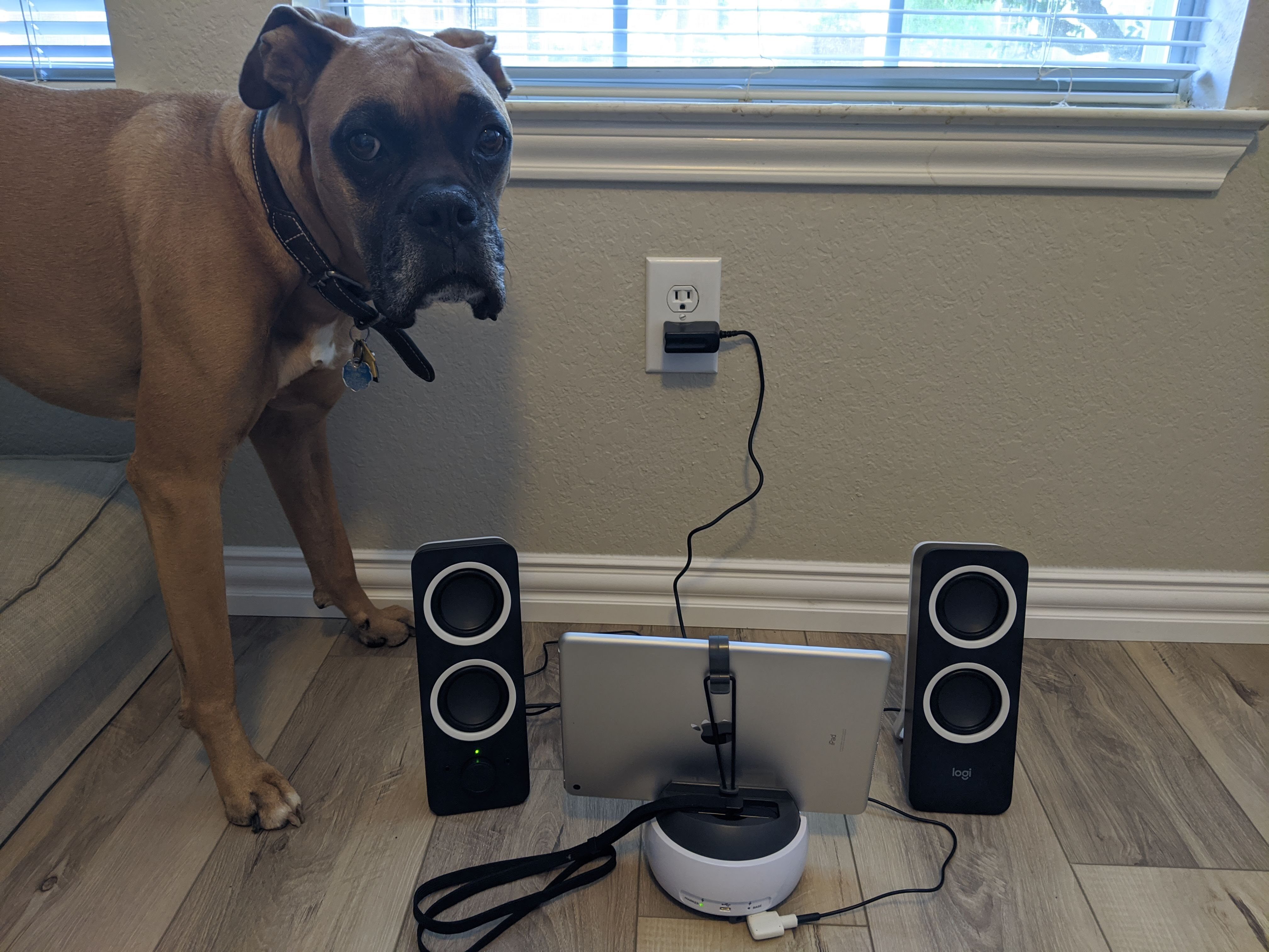 Speakers and doggy.jpeg